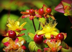 St Johns Wort, Natural remedies for depression